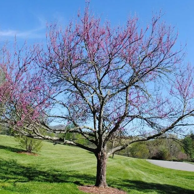 thumbnail for publication: Cercis canadensis: Eastern Redbud